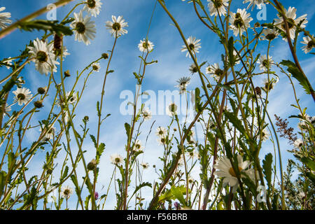 Daisy al di sotto Foto Stock