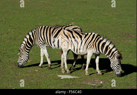 Una coppia di zebre. Foto Stock