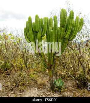 Pachycereus pecten-aboriginum comunemente noto come spazzola o pettine indiano è un cactus colonnare pianta originaria del Messico. Foto Stock