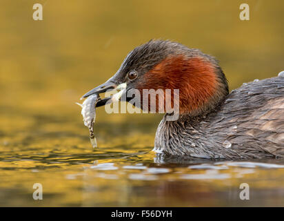 Tuffetto con pesce Foto Stock