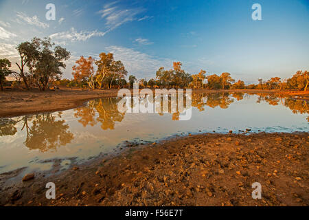 Outback australiano paesaggio durante la siccità con alberi e cielo blu riflessa in superficie a specchio di acqua a oasi al tramonto Foto Stock