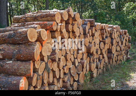 I registri di pino impilati nella foresta Foto Stock