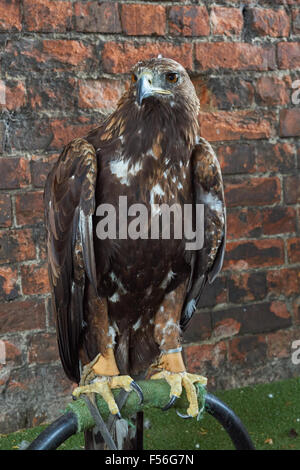 aquila d'oro su falconeria mostra Foto Stock