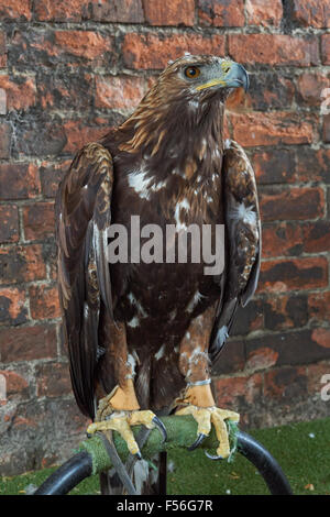 aquila d'oro su falconeria mostra Foto Stock