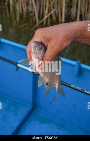 Il carassi catturati con una canna da pesca Foto Stock