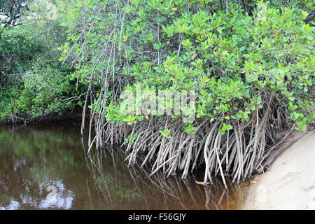 Mangrovie sulla spiaggia e acqua torbida. Foto Stock