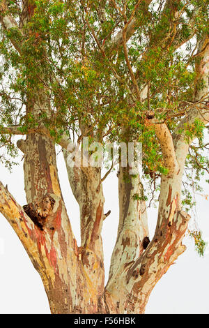 Il splendidamente colorati corteccia di una carta di corteccia di albero, Melaleuca Foto Stock