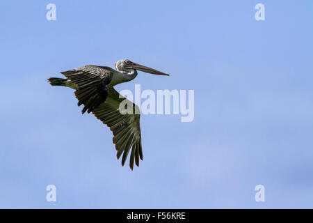 Spot-fatturati Pelicanspecie Pelecanus philippensis Foto Stock