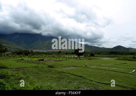 Enorme area di risaia e mountain e dam in background, Tamilnadu India Foto Stock