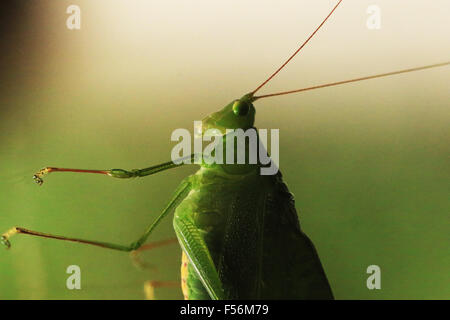 Katydid verde presso l Osservatorio lodge in La Fortuna, Costa Rica Foto Stock