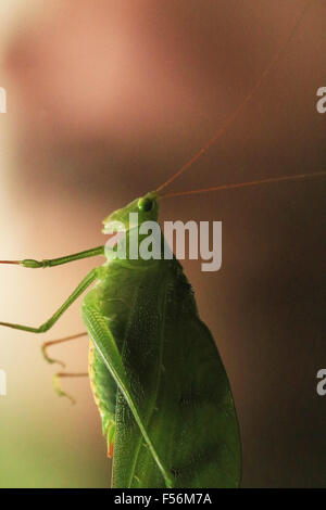 Katydid verde presso l Osservatorio lodge in La Fortuna, Costa Rica Foto Stock