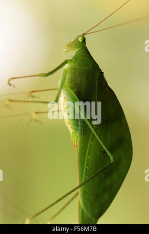 Katydid verde presso l Osservatorio lodge in La Fortuna, Costa Rica Foto Stock