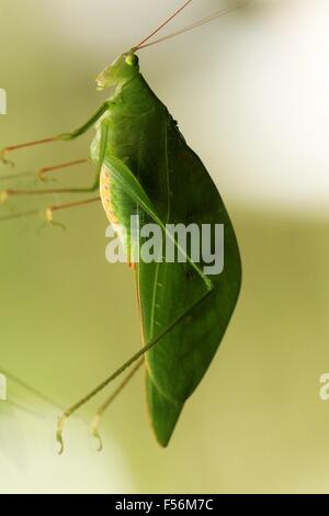 Katydid verde presso l Osservatorio lodge in La Fortuna, Costa Rica Foto Stock