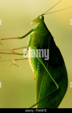 Verde ninfa Katydid su una finestra in La Fortuna, Arenal, Costa Rica Foto Stock