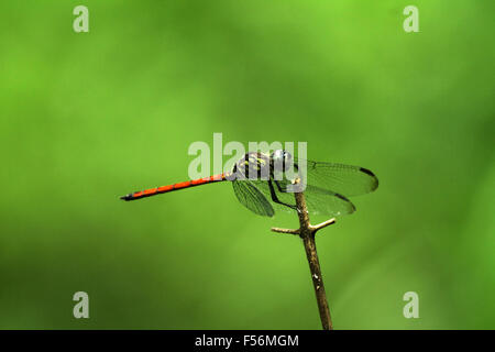 Macro di coda rossa dragonfly appendere un bastone ; messa a fuoco selettiva in occhi con sfocatura sullo sfondo Foto Stock