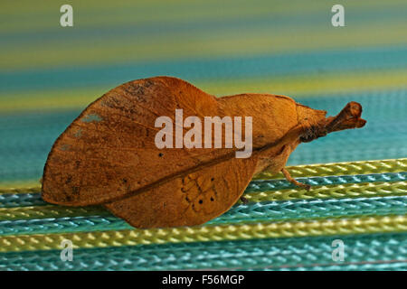 Falda tarma (Gastropacha quercifolia), imitando una foglia morta Foto Stock