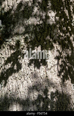 Quercus robur. Ombre di foglie di quercia sulla corteccia di albero Foto Stock