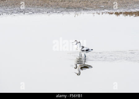 Una coppia di avocette guadare in laguna a due Tree Island, Essex Foto Stock