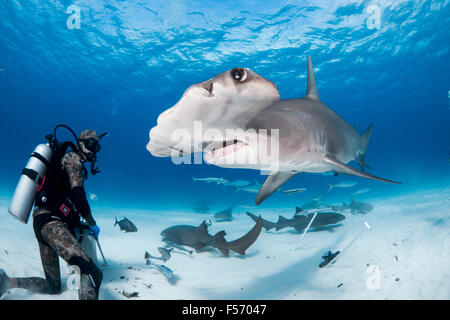 Grande Squalo Martello, Sphyrna mokarran, Bimini, Bahamas, Mar dei Caraibi e Oceano Atlantico Foto Stock