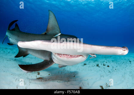 Grande Squalo Martello, Sphyrna mokarran, Bimini, Bahamas, Mar dei Caraibi e Oceano Atlantico Foto Stock
