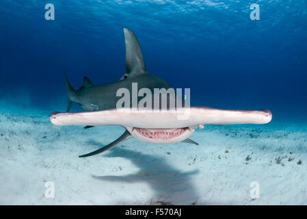 Grande Squalo Martello, Sphyrna mokarran, Bimini, Bahamas, Mar dei Caraibi e Oceano Atlantico Foto Stock