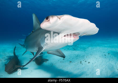 Grande Squalo Martello, Sphyrna mokarran, Bimini, Bahamas, Mar dei Caraibi e Oceano Atlantico Foto Stock