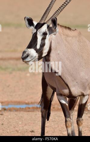 Gemsbok (Oryx gazella), permanente al waterhole, Kgalagadi Parco transfrontaliero, Northern Cape, Sud Africa e Africa Foto Stock