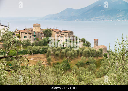 Vista su alberi di ulivi del Lago di Garda, Gargnano, Italia, Europa Foto Stock