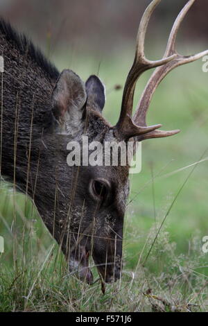 Sika cervo (Cervus Nippon) pascolo a Knole Park, Kent Foto Stock