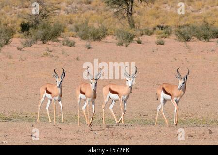 Springboks (Antidorcas marsupialis), maschi, camminando sulla terra arida, Kgalagadi Parco transfrontaliero, Northern Cape, Sud Africa Foto Stock