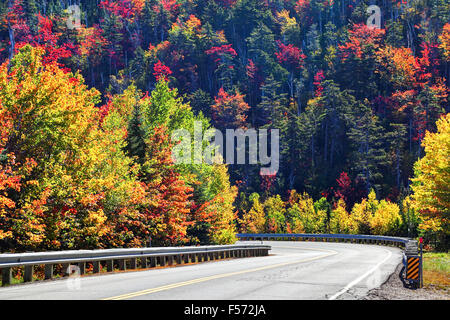 La foresta nei suoi colori autunnali Foto Stock