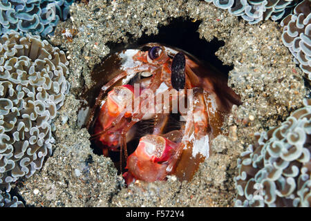 Infilzare canocchia (Lysiosquillina lisa) Lembeh strait, Indonesia Foto Stock