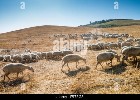 Allevamento di pecore in un campo della Toscana Foto Stock