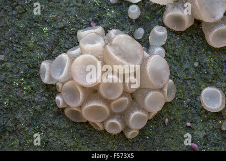 Il faggio Jellydisc fungo, Neobulgaria pura, Parco Nazionale di Peak District, Derbyshire. Foto Stock