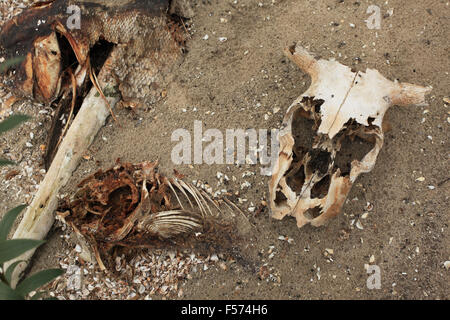 Scheletri di animali lungo le rive dei laghi di raffreddamento della centrale nucleare di Cernobyl. Pripjat (fiume), zona di esclusione, dall'Ucraina settentrionale. Foto Stock