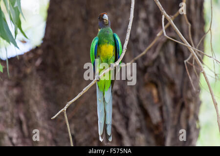 Australian Ringneck (Barnardius zonarius) Foto Stock