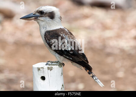 Ridendo Kookaburra (Dacelo novaeguineae), Western Australia. Foto Stock