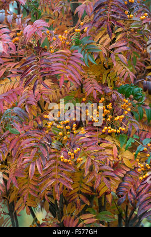 Sorbus aucuparia 'autunno guglia'. Rowan / Monte Ceneri in autunno con bacche di colore giallo Foto Stock