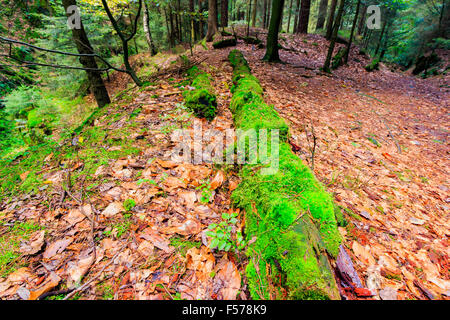 La foresta vergine all'inizio dell'autunno, Ceske Svycarsko Foto Stock