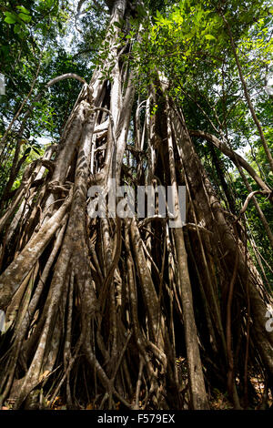 Struttura massiccia è appoggiato da radici entro Tangkoko National Park in Nord Sulawesi, Indonesia. Questo parco è la casa di macaq nero Foto Stock