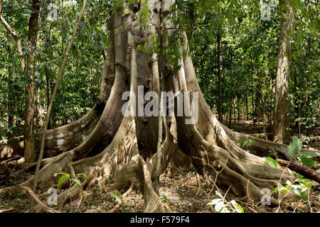 Struttura massiccia è appoggiato da radici entro Tangkoko National Park in Nord Sulawesi, Indonesia. Questo parco è la casa di macaq nero Foto Stock