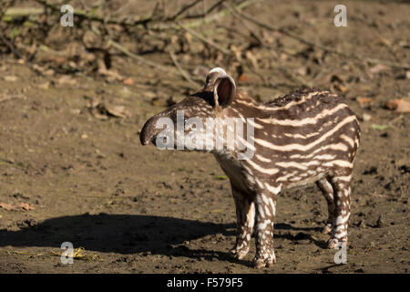Piccolo bambino strippato in via d'estinzione, sud americana il tapiro (Tapirus terrestris) Foto Stock