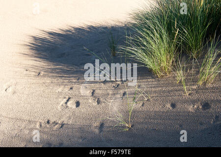 Ammophila arenaria. Marram erba che cresce in dune di sabbia sulla spiaggia. Scremerston, Berwick Upon Tweed, Northumberland, Inghilterra.