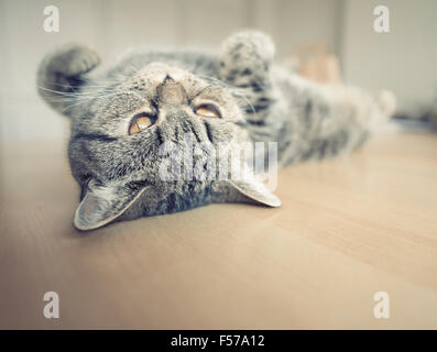 British Shorthair Gatto sdraiato sulla sua schiena sul tavolo da cucina guardando verso l'alto. Foto Stock