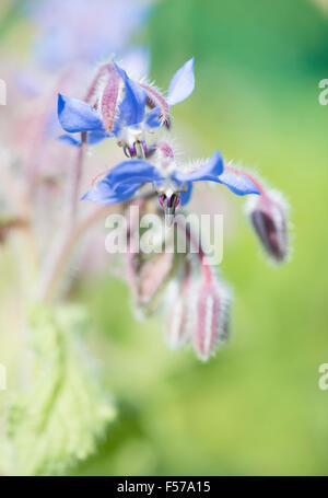 La borragine (borragine officinalis) fiore cresce in giardino a base di erbe Foto Stock