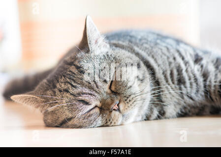 British Shorthair Gatto sdraiato sul tavolo il sonno. Foto Stock