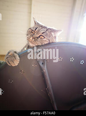 British Shorthair Gatto sdraiato sul tavolo che guarda lontano con curiosità. Giocoso pet sull'avventura. Foto Stock