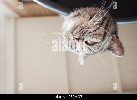 Giocoso gatto su avventura. Sdraiato sul lettino con testa a testa in giù che guarda lontano. Foto Stock