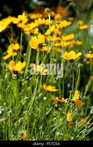 Coreopsis auriculata Schnittgold abbagliare le fioriture posteriori illuminate in agosto Devon UK Foto Stock