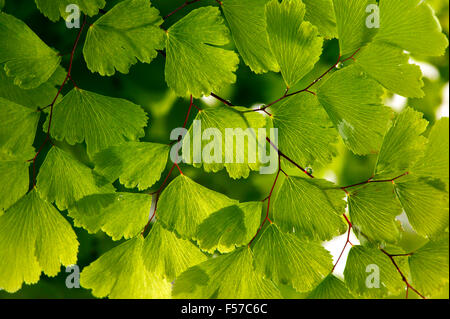 Adiantum Fragrans (Maidenhair Fern) primo piano di foglie verdi retroilluminate Foto Stock